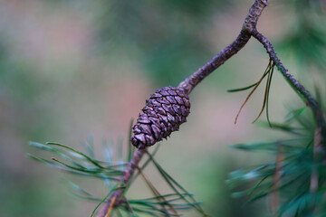 pine cones on branch