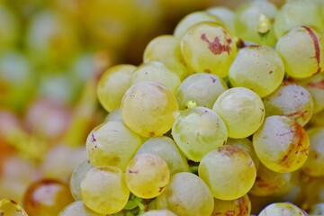 Raisin blanc pendant les vendanges