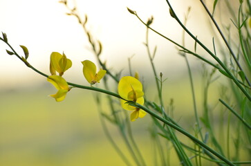 Fleur de genets au lever du soleil
