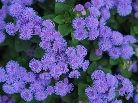 Lots of lilac flowers of ageratum close up (Ageratum houstonianum). Leningrad region, Russia.