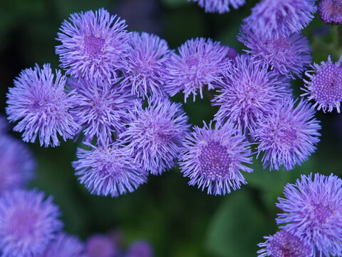Lots of lilac flowers of ageratum close up (Ageratum houstonianum). Leningrad region, Russia.