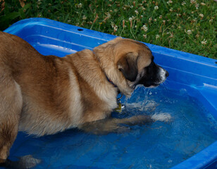 Dieser Hund spielt gerne im Wasser