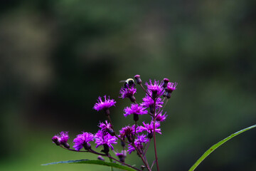 Bee on purple flower
