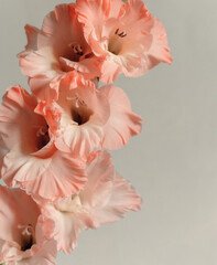 Coral pink gladiolus on grey background, with copy space