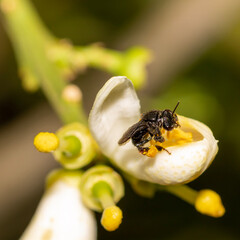 bee on a flower