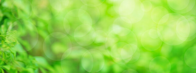 Nature green blurred soft green garden in background, Panoramic nature freshness plants background wallpaper concept