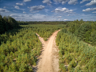 Fototapeta na wymiar photo from a drone, path in the forest