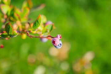 色づきはじめたブルーベリーの実