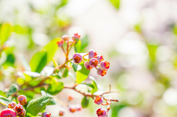 赤いブルーベリーの実