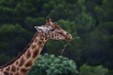 Une girafe en pleine dégustation