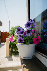 Colourful petunia flowers in vibrant pink and purple colors in decorative flower pot close up