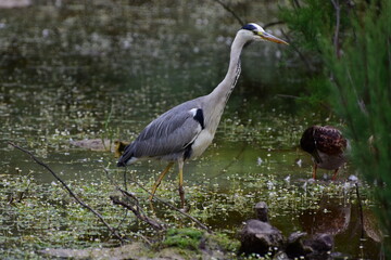 Héron cendré dans des marécages