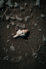 Shell on the beach 