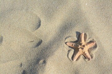 Fototapeta na wymiar Beautiful starfish on sandy beach, top view. Space for text