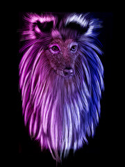 Naklejka premium Perro raza collie