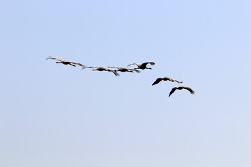 A flock of cranes in northern Israel.
