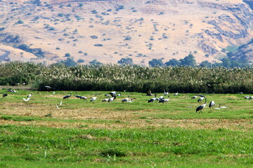 A flock of cranes in northern Israel.