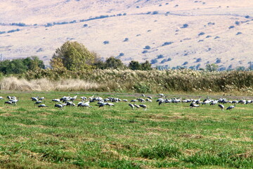 A flock of cranes in northern Israel.