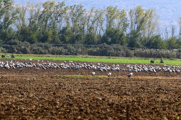 A flock of cranes in northern Israel.