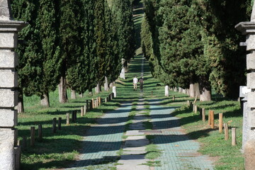 Il Viale dei Cipressi a Inverigo in provincia di Como, Lombardia, Italia.