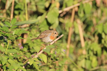 Rotkehlchen (Erithacus rubecula)