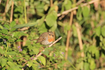 Rotkehlchen (Erithacus rubecula)
