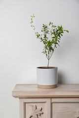 Pomegranate plant with green leaves in pot on wooden table near white wall