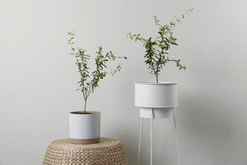 Pomegranate plants with green leaves in pots near beige wall