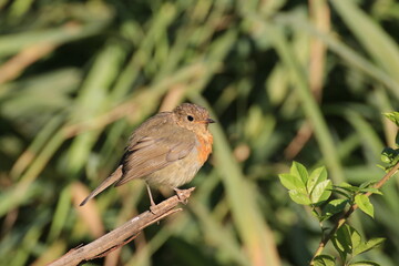 Rotkehlchen (Erithacus rubecula)