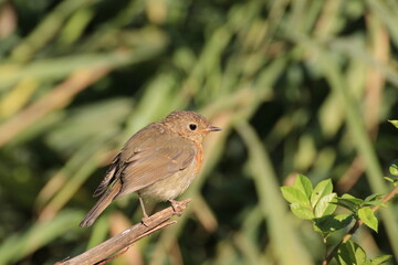 Rotkehlchen (Erithacus rubecula)