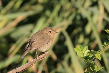 Rotkehlchen (Erithacus rubecula)