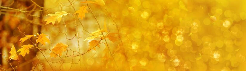 autumn season, long panoramic photo of blurred background, golden yellow leaves, good weather,...