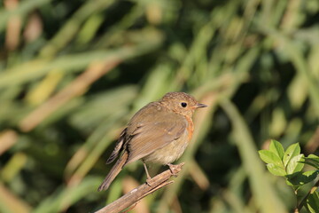 Rotkehlchen (Erithacus rubecula)