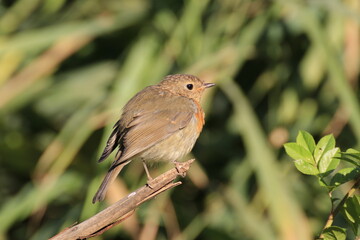 Rotkehlchen (Erithacus rubecula)