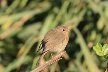 Rotkehlchen (Erithacus rubecula)