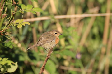 Rotkehlchen (Erithacus rubecula)