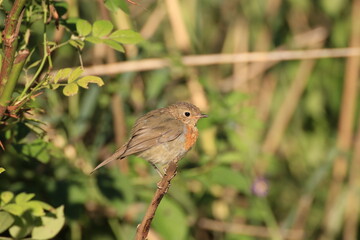 Rotkehlchen (Erithacus rubecula)