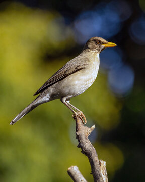 A bird of the brazilian forest. The Creamy-bellied Thrush also know as Sabia Poca or Zorzal Chalchalero on the tree branch. Species Turdus amaurochalinus. Birdwatching. Animal world. Birding.