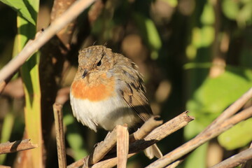 Rotkehlchen (Erithacus rubecula)