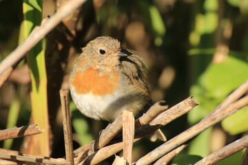 Rotkehlchen (Erithacus rubecula)