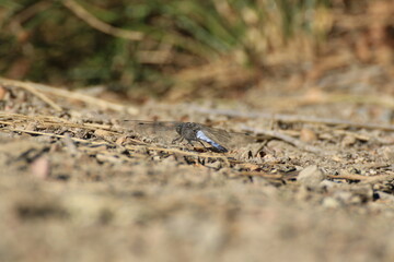 Große Königslibelle (Anax imperator)