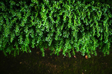 fern moss on the rock with green moss bright foliage, moss closeup, macro. Beautiful background of...