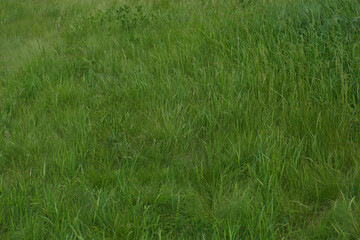 Beautiful lawn with fresh green grass outdoors