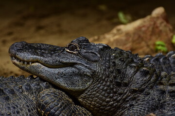 Portrait d'un alligator