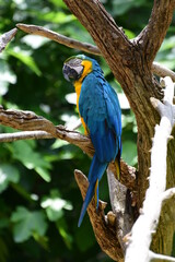 Le Ara bleu du Zoo de la Flèche © Camille