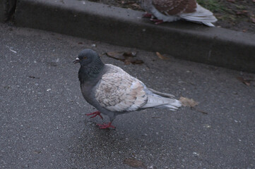 pigeon on the street