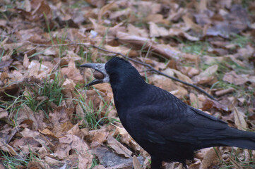 crow on the ground with nut