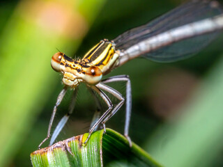 dragonfly 153