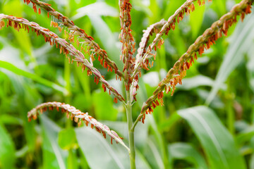 Fototapeta premium Photo of corn in the field. Corn panicle tassels and leaves. Macrophotography of ripe corn
