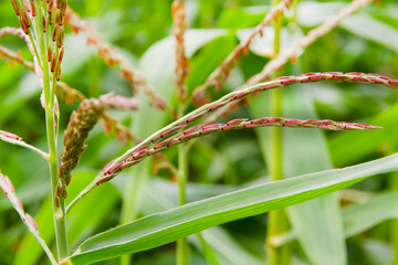 Photo of corn in the field. Corn panicle tassels and leaves. Macrophotography of ripe corn